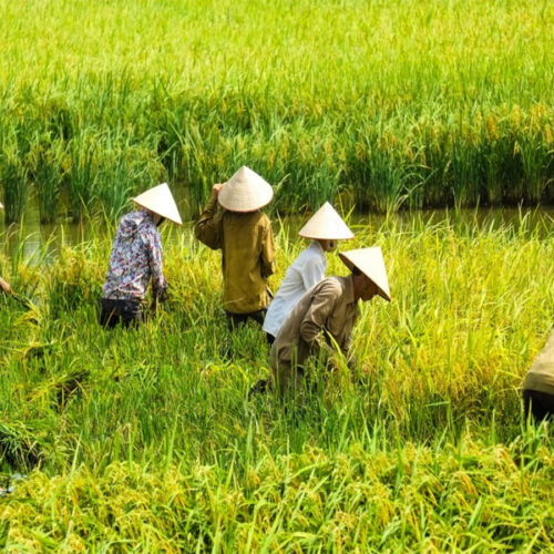Vietnam Agriculture Tour