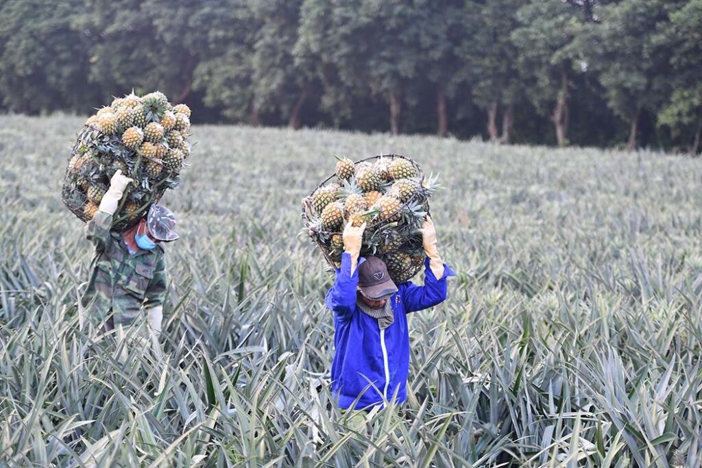 fruit-export.-agriculture