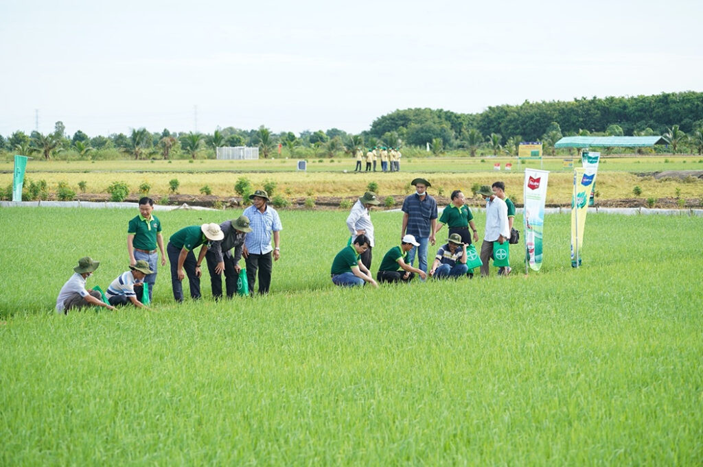 rice-field